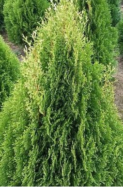 Туя смарагд Витбонт (Wintbont)